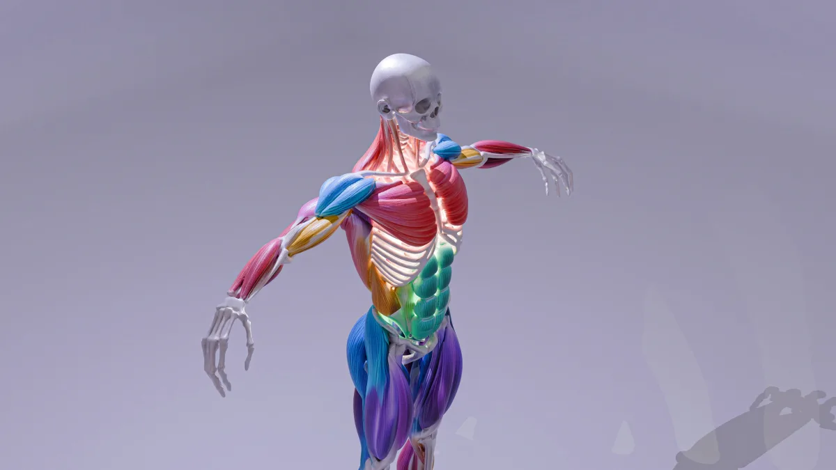 Muscle Gravity Relationship: What Happens When the Conversation Stops