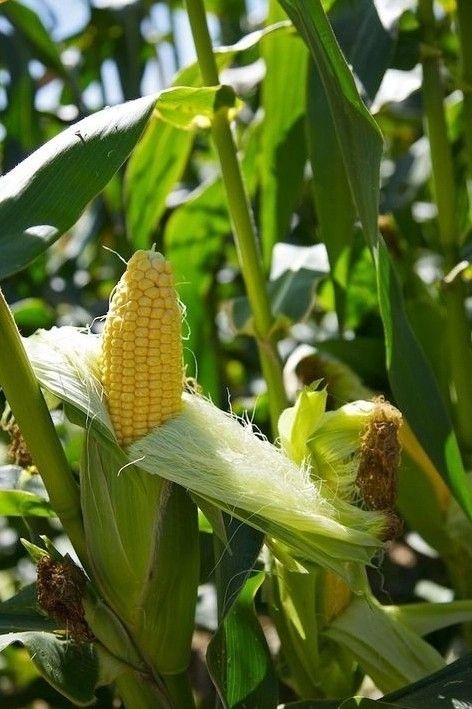 Fresh Corn, Climate Change Effects on Agriculture