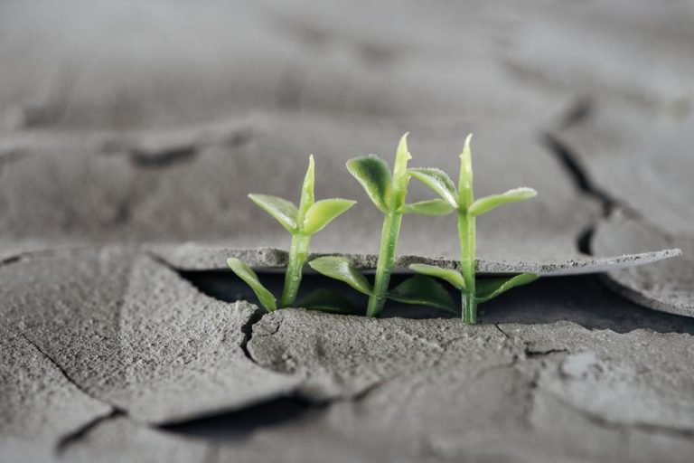 Selective focus reveals young green plants on dried, cracked ground. This scene illustrates the impact of global warming. Climate Change Effects on Agriculture