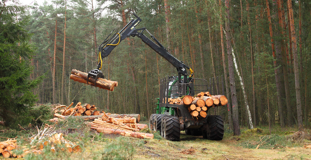 The harvester working in a forest. Harvest of timber. Firewood as a renewable energy source. Agriculture and forestry theme