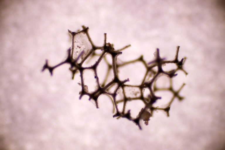 Analysis of morphology and microplastic waste in contaminated soil and water samples reveals full plastic content. Microplastics Effect on Humans