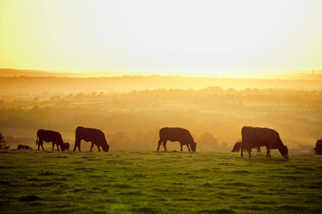 Backlit cattle grazing in a field at sunset.