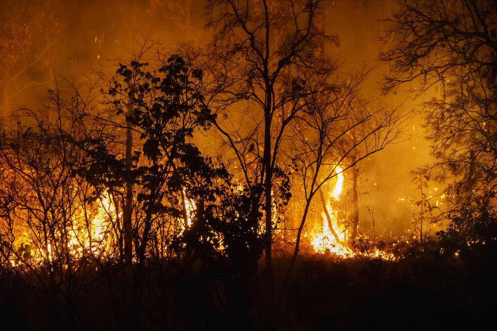 forest fire disaster is burning caused by human