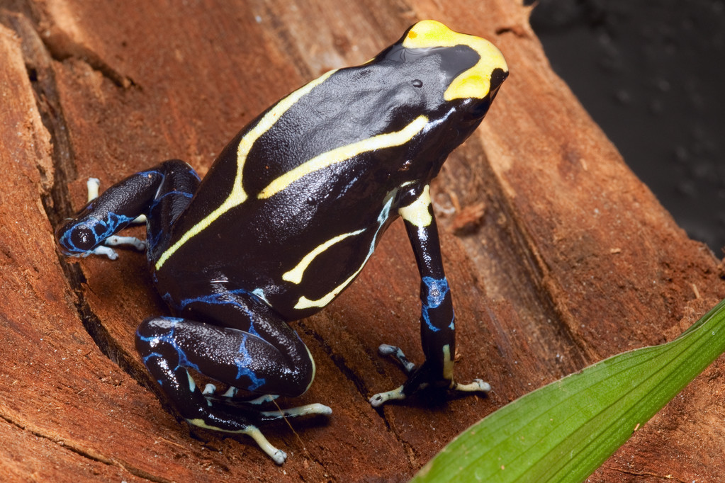 poison dart frog yellow back dendrobates tinctorius in the Amazon rainforest this poisonous animal lives from tropical rain forest of Brazil, suriname and French guyana