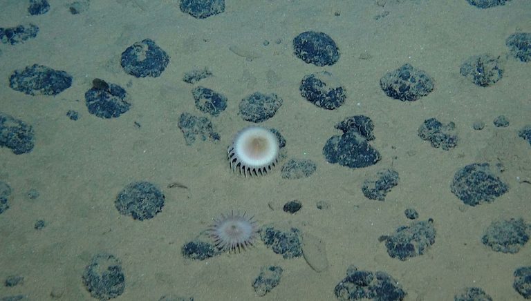 Oxygen Found in Deep Sea Could Unlock Secrets of Alien Life