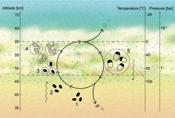 Some research suggests that life could be present in Venus' large clouds. This idea comes from scientific studies.