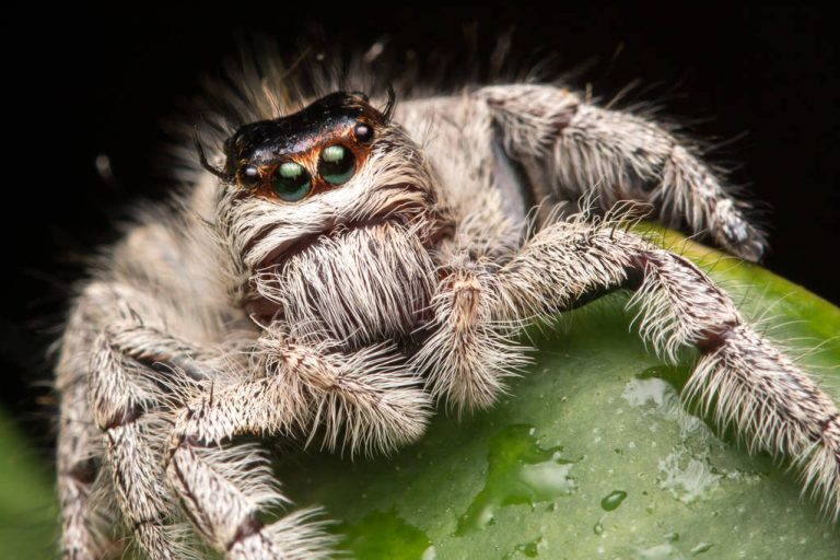 Enzymes in Spider Venom Hold Bioeconomic Potential