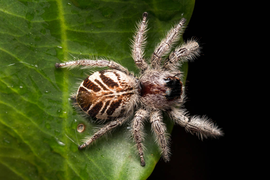 Enzymes in Spider Venom Hold Bioeconomic Potential