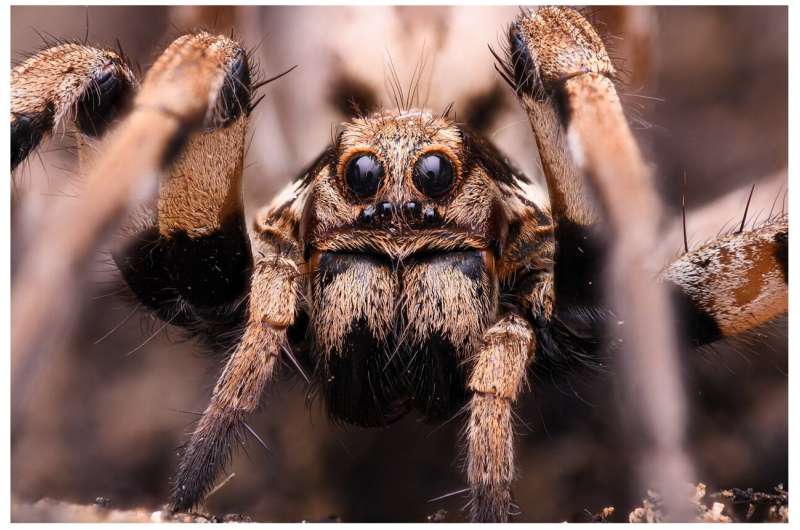 Enzymes in Spider Venom Hold Bioeconomic Potential